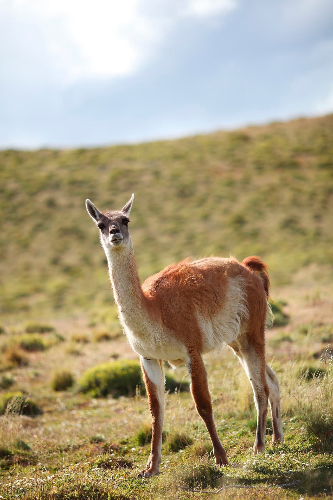 Guided tour of Sacred Valley archaeological sites near Cusco